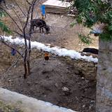 PM09 1001,12033