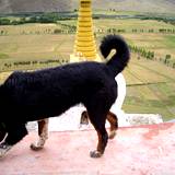 PM09 1001,12821