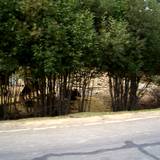 PM09 1001,14866