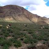 PM09 1001,14938