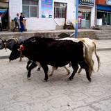 PM09 1001,16690