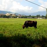PM09 1002,2782